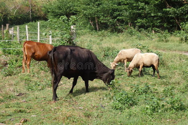 在贝奎亚吃草的牛羊