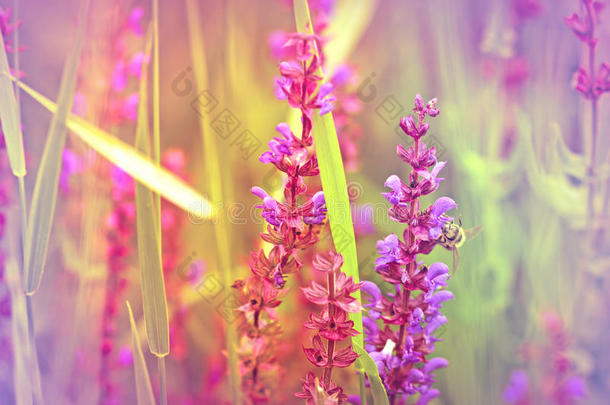 紫花对焦，蜜蜂对焦