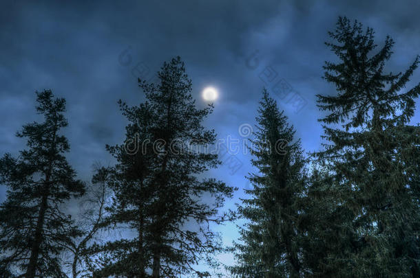 夜晚树林里的松树。月夜