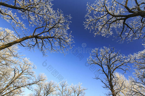 霜冻覆盖的树木，冬天在明亮的天空上轮廓分明