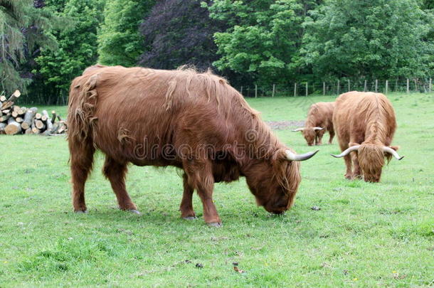 放牧苏格兰高地奶牛