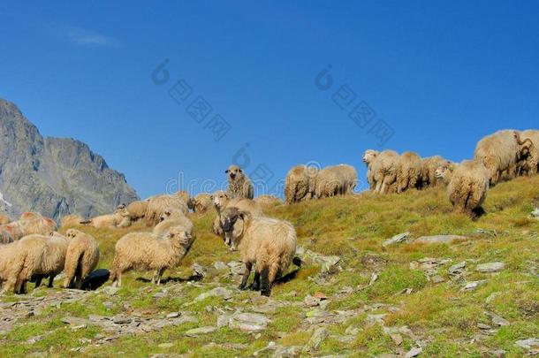 喀尔巴阡山山顶上有很多羊