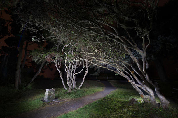夜晚的树木