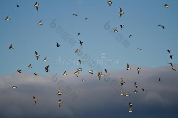 一群燕子在多云的天空中飞翔