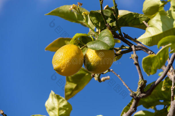 柠檬树上的新鲜柠檬蓝天自然夏日