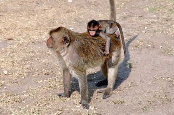泰国罗布里：背在妈妈背上的小猴子