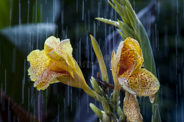 雨中的黄花