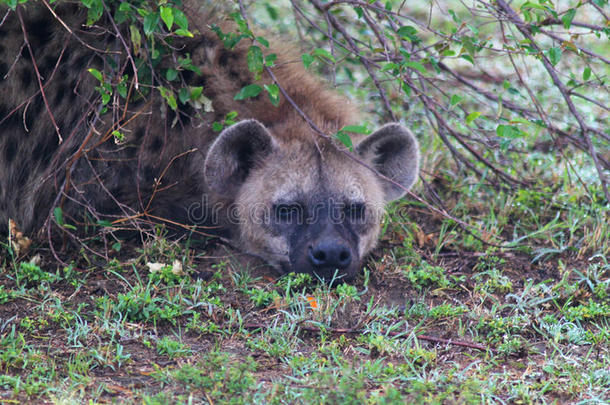 肯尼亚野生动物园土狼头