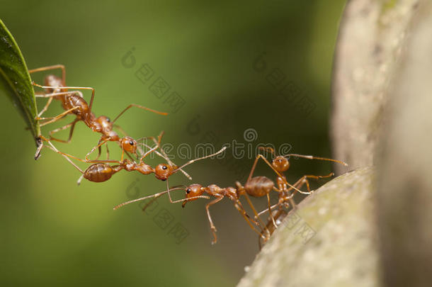 蚂蚁团队合作