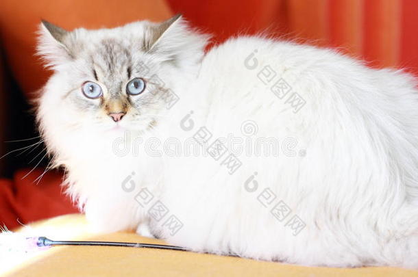 成年猫，涅瓦化妆舞版西伯利亚猫