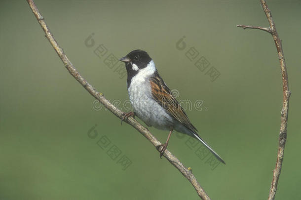 reed bunting，emberiza schoeniclus公司