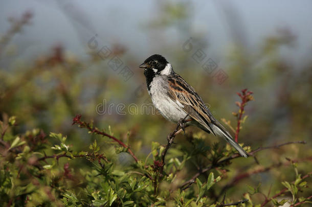 reed bunting，emberiza schoeniclus公司