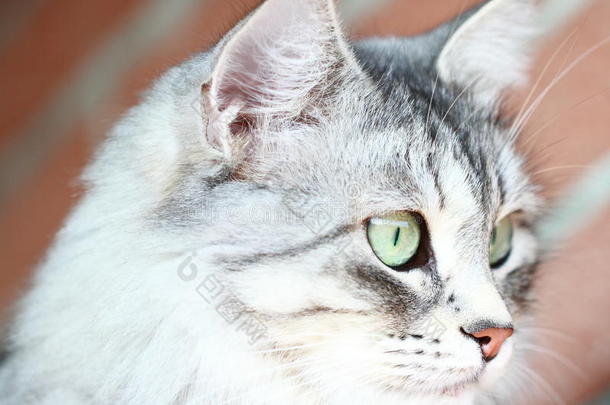 成年猫，银版西伯利亚猫