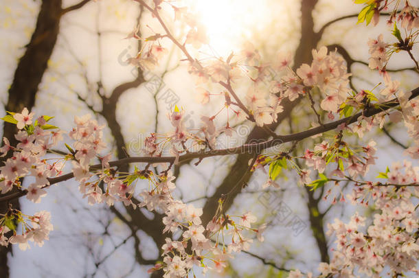 日本<strong>大阪城堡公园</strong>阳光下的樱花