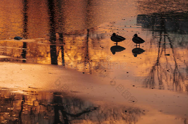 夕阳下的池塘，鸟语花香。