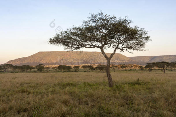 非洲<strong>独一无二</strong>的树