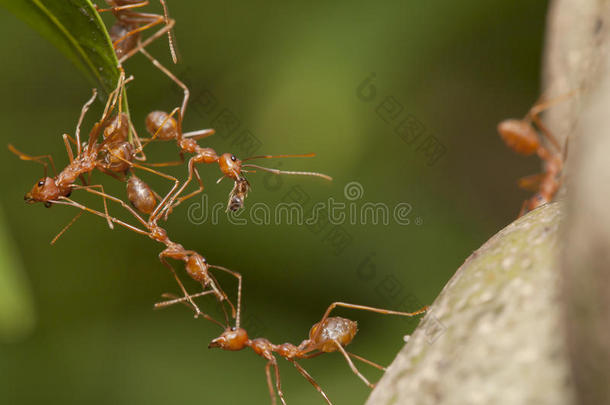 蚂蚁桥团队