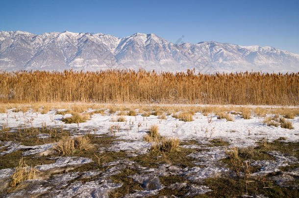 犹他州湖边公路后积雪覆盖的山脉植物生长