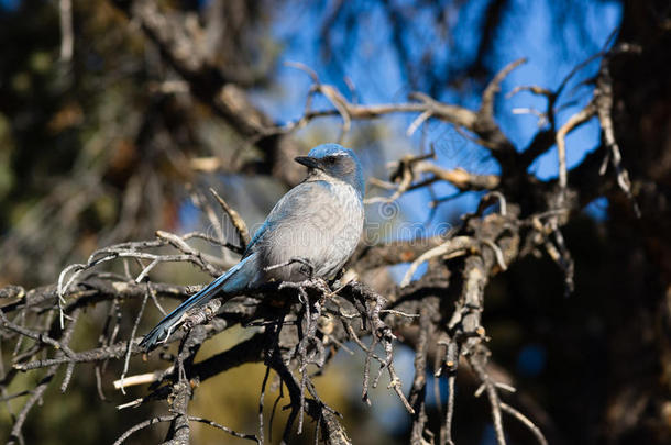 灌木丛蓝鸟大盆地地区动物野生动物