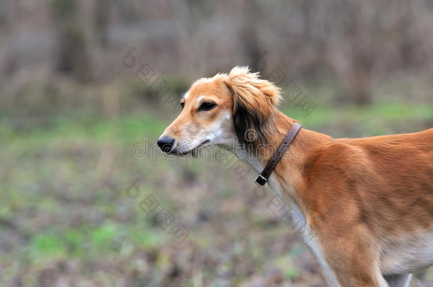 俄罗斯猎狼犬