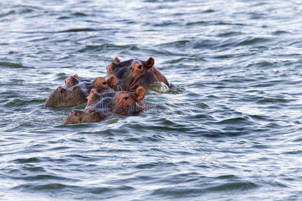 漂浮在奈瓦沙湖上的河马