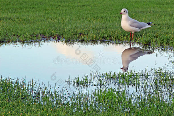 湿地洪水与海鸥鸟