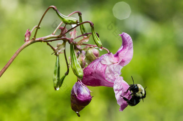 蜜蜂在粉色花朵上的特写镜头