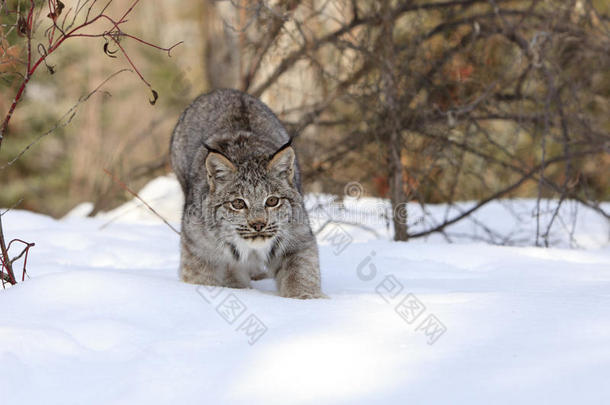 美国美式<strong>咖啡</strong>动物山<strong>猫</strong>食肉动物