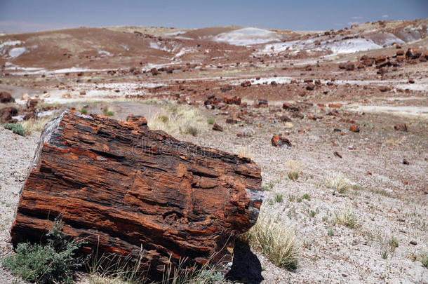 石化林国家标准大断面石化木材