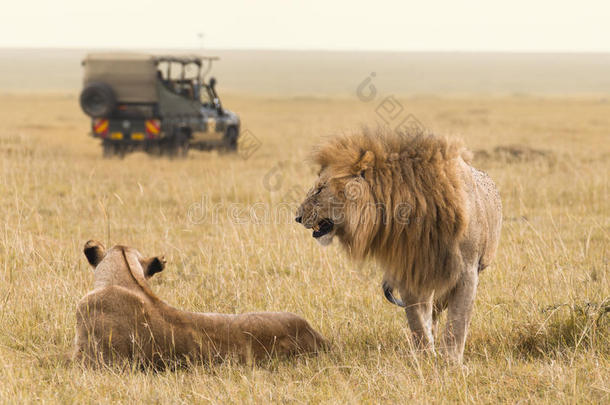 非洲狮子夫妇和旅行吉普车