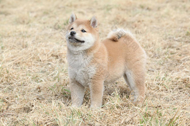 神奇有趣的<strong>狮子犬</strong>