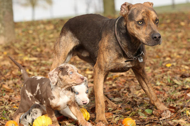 路易斯安那州卡塔乌拉犬秋季带小狗
