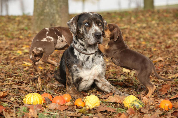 路易斯安那卡塔胡拉犬，秋季可爱