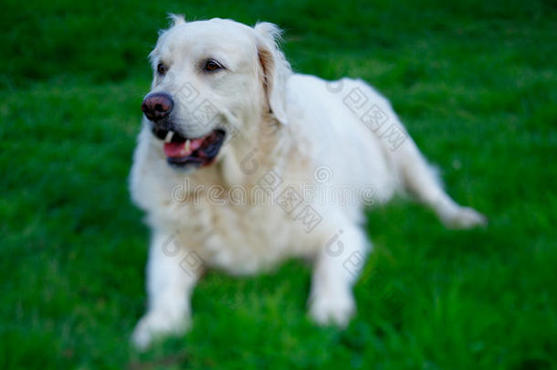 一只成年金毛猎犬用眼睛拍摄