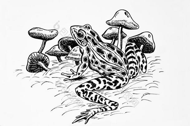 豹纹蛙和蘑菇