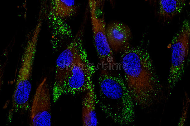 荧光钼标记间充质干细胞
