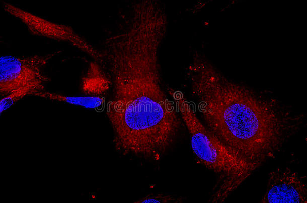 荧光钼标记<strong>间充质干细胞</strong>