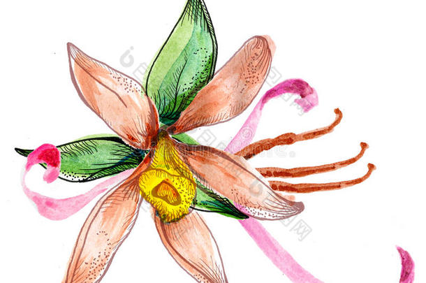 花卉水彩素描花束