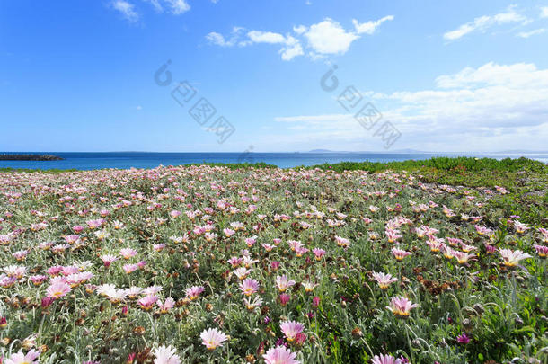 开普敦蔚蓝的大海和美丽的花朵
