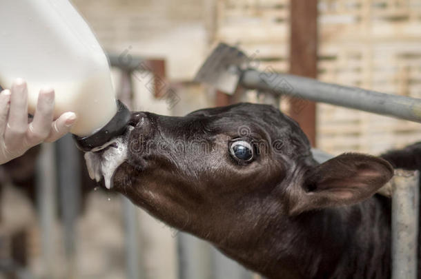用奶瓶喂奶的母牛宝宝。