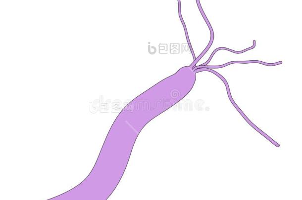 幽门螺杆菌图片-包图网企业站