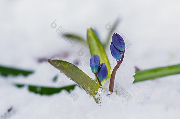 雪中送花