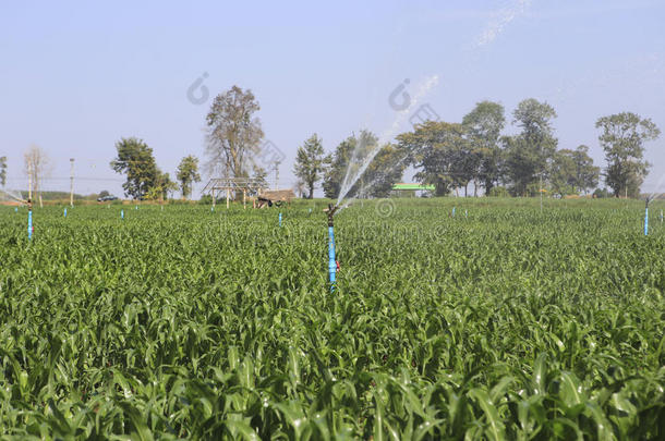 一台大型农业喷灌机湿润了新种植的玉米地