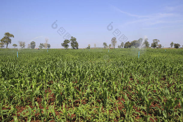 一台大型农业喷灌机<strong>湿润</strong>了新种植的玉米地