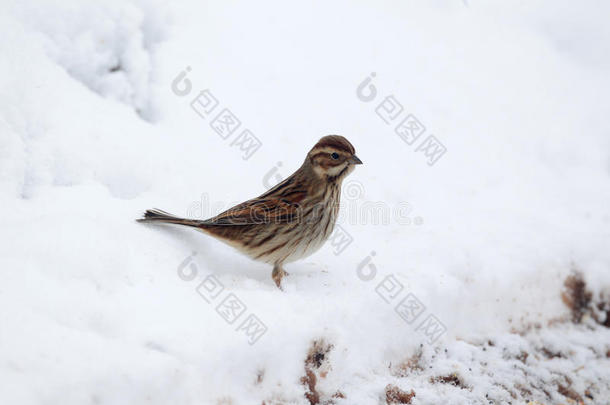 reed bunting，emberiza schoeniclus公司