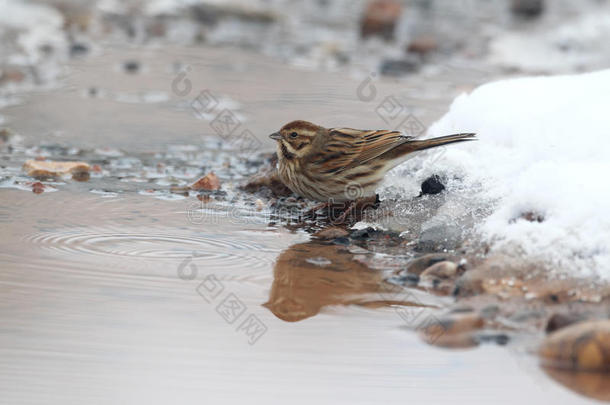 reed bunting，emberiza schoeniclus公司