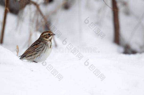 reed bunting，emberiza schoeniclus公司