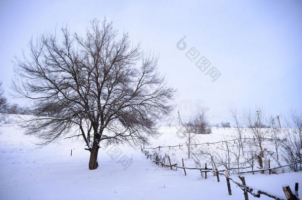 蓝天下冰雪冬日田野里光秃秃的冻树