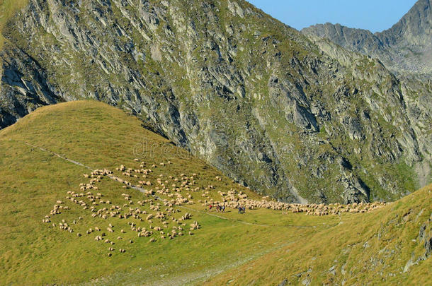 群羊环抱的高山景观