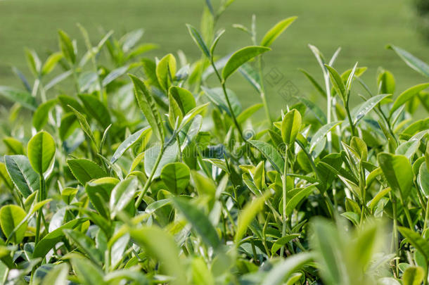 绿茶芽和新鲜的叶子。